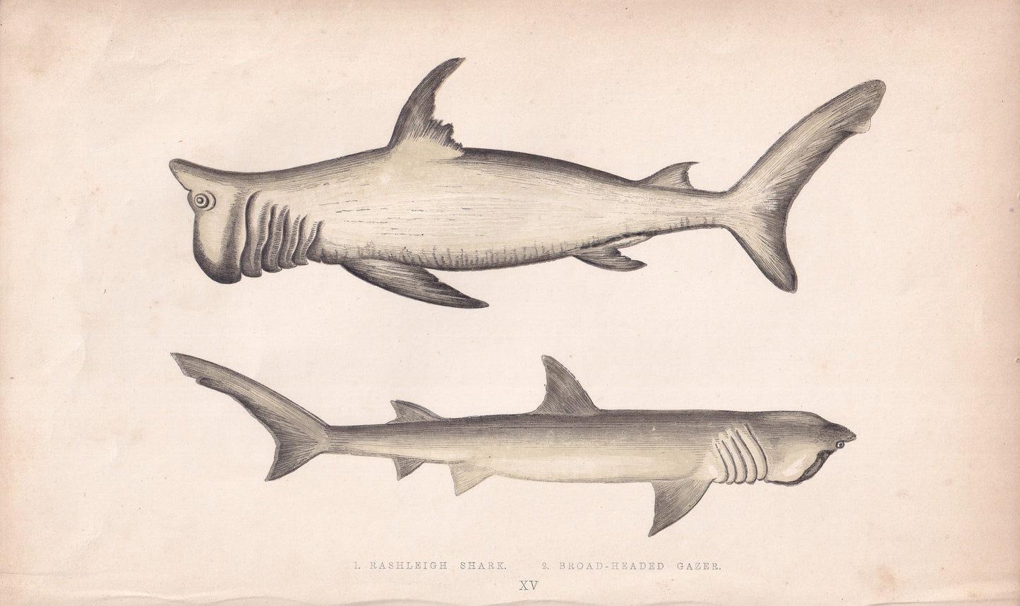 Rashleigh Shark & Broad-Headed Gazer - original hand-coloured fish print by Jonathan Couch, 1862