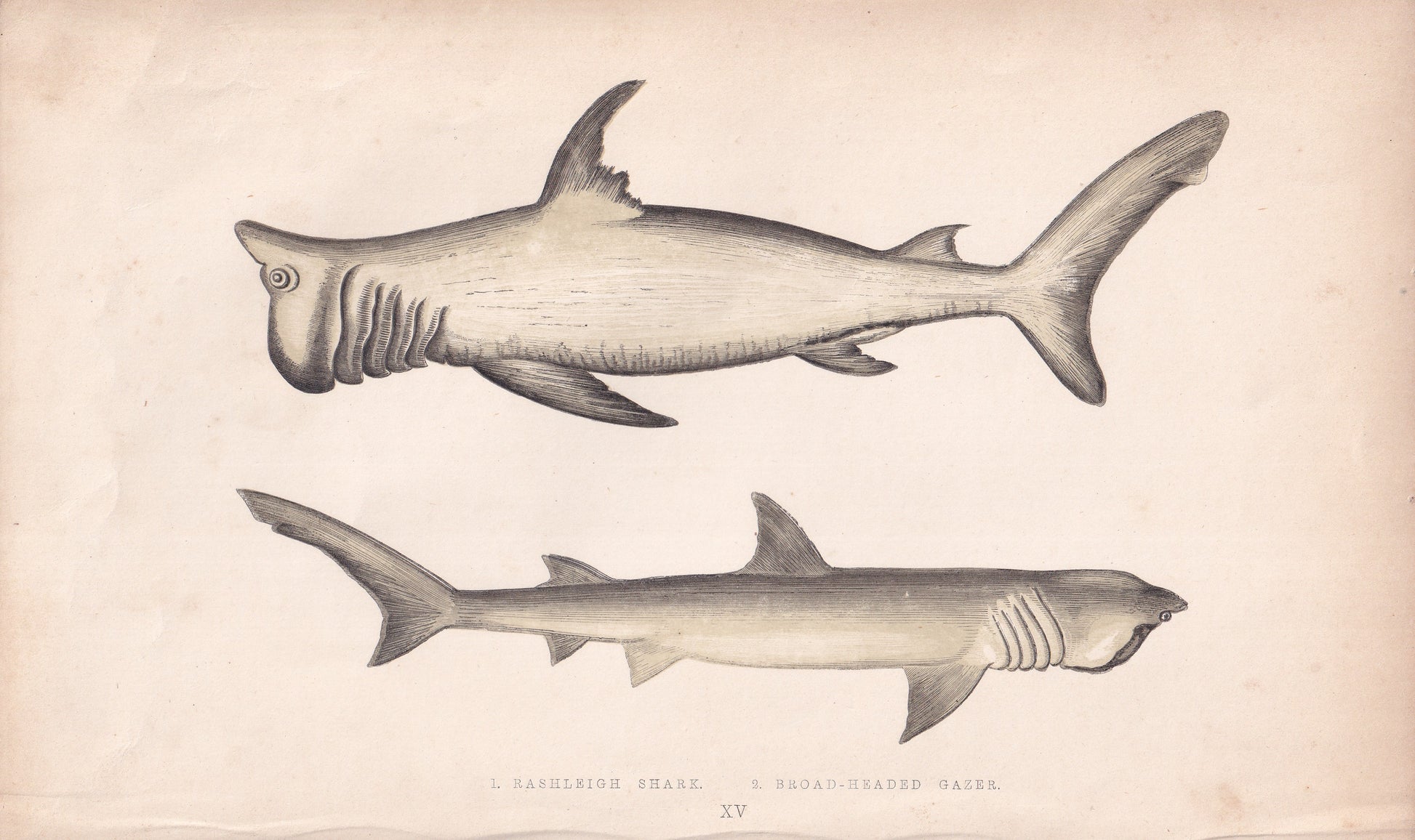Rashleigh Shark & Broad-Headed Gazer - original hand-coloured fish print by Jonathan Couch, 1862