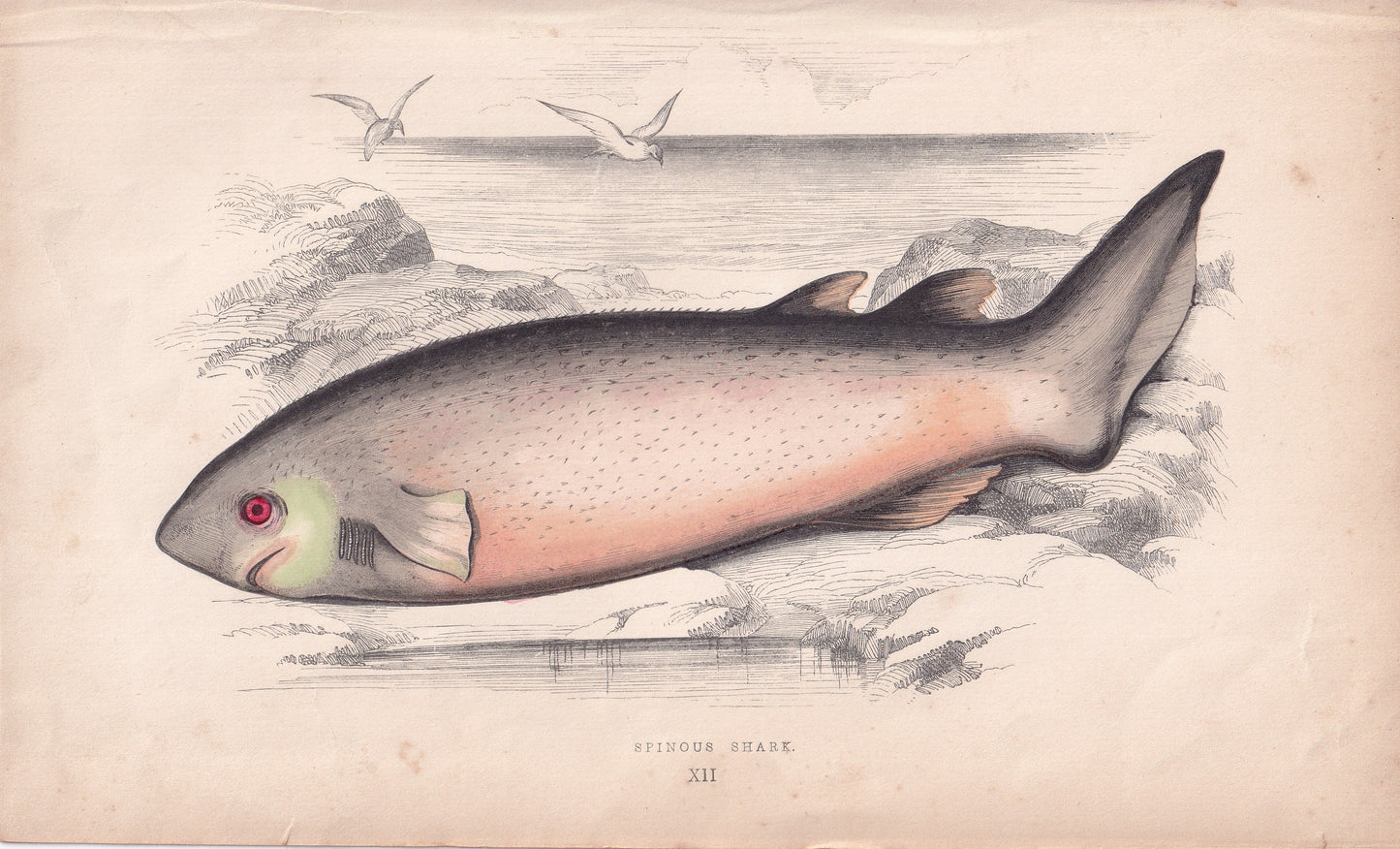 Spinous Shark - original hand-coloured fish print by Jonathan Couch, 1862