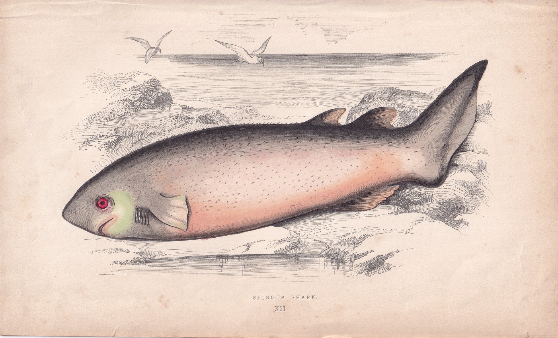 Spinous Shark - original hand-coloured fish print by Jonathan Couch, 1862