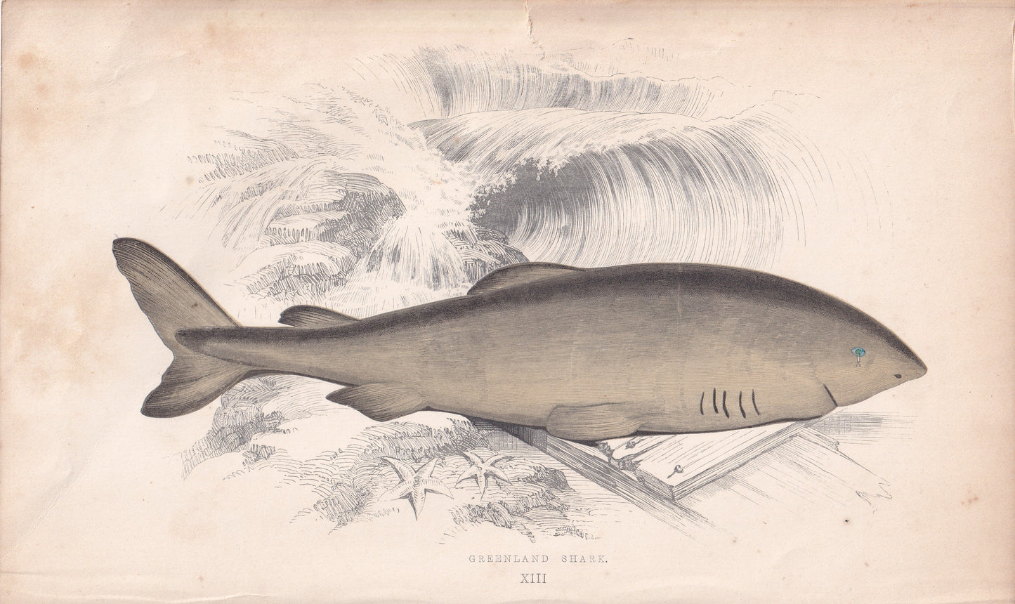 Greenland Shark - original hand-coloured fish print by Jonathan Couch, 1862