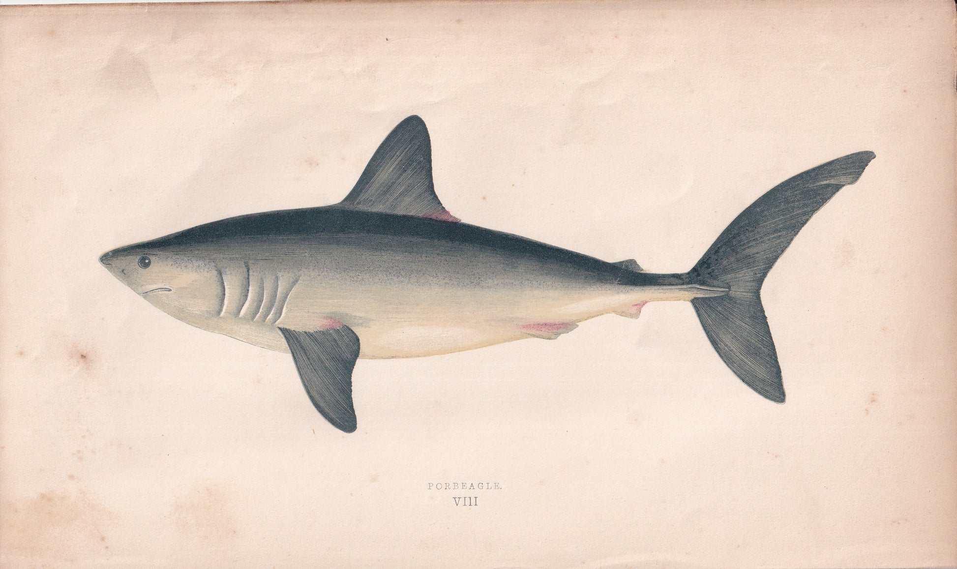 Porbeagle - original hand-coloured fish print by Jonathan Couch, 1862