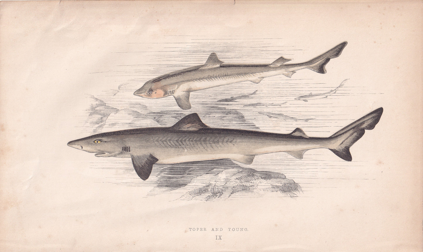 Toper and Young - original hand-coloured fish print by Jonathan Couch, 1862