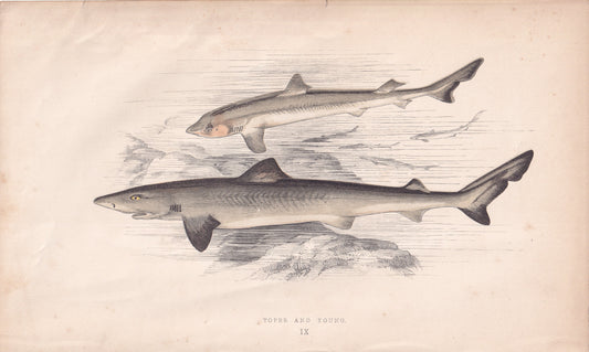 Toper and Young - original hand-coloured fish print by Jonathan Couch, 1862