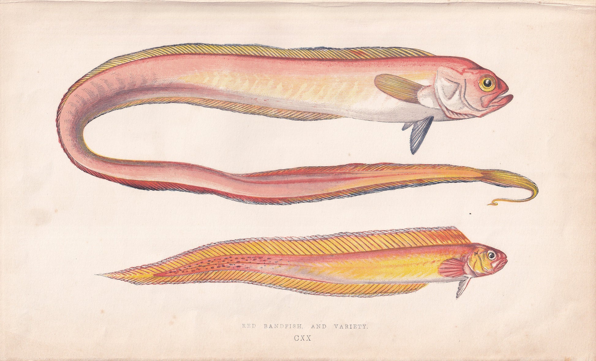 Red Bandfish and Variety - original hand-coloured fish print by Jonathan Couch, 1862