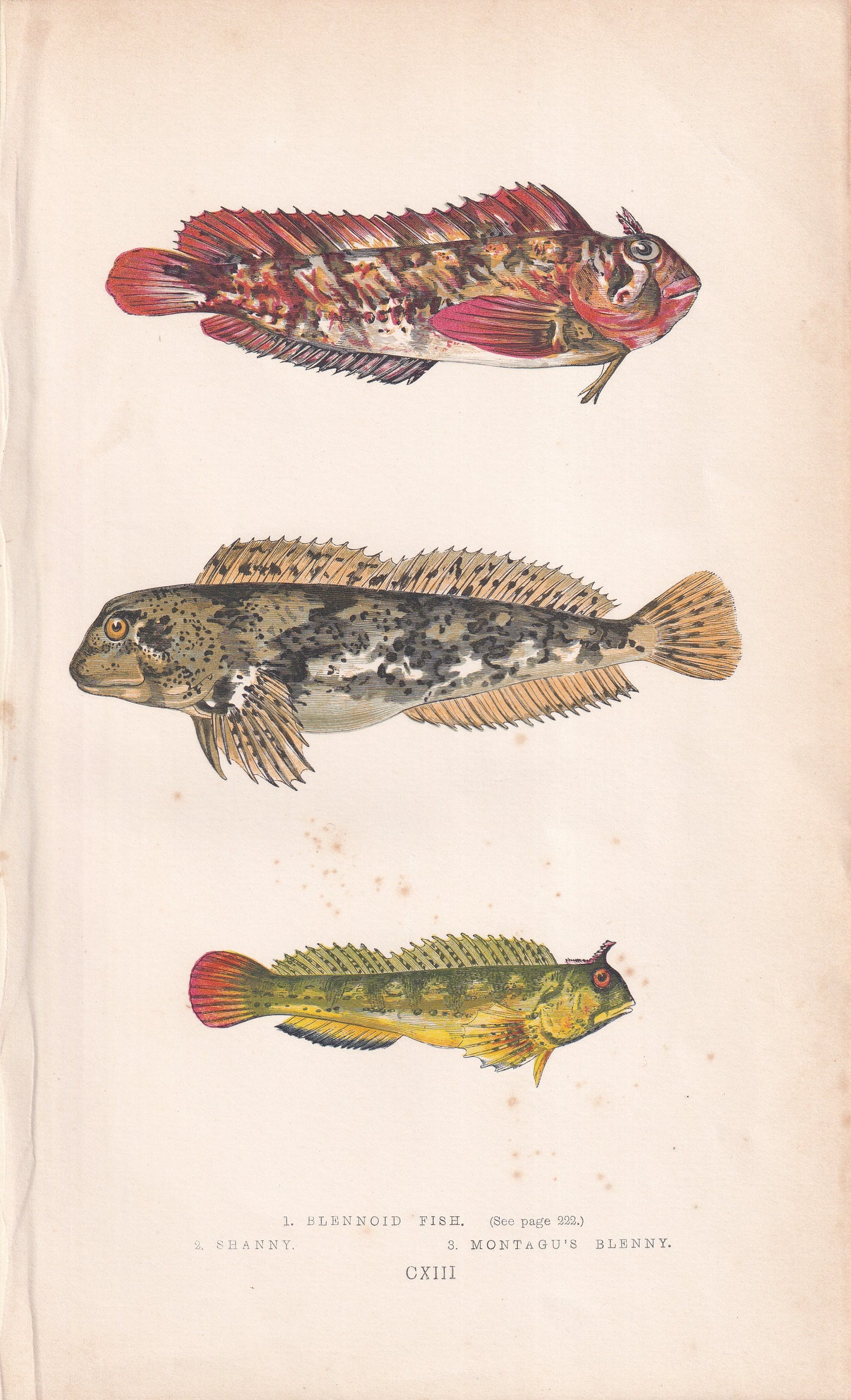 Blennoid Fish, Shaney & Montagu's Blenny - original hand-coloured fish print by Jonathan Couch, 1862