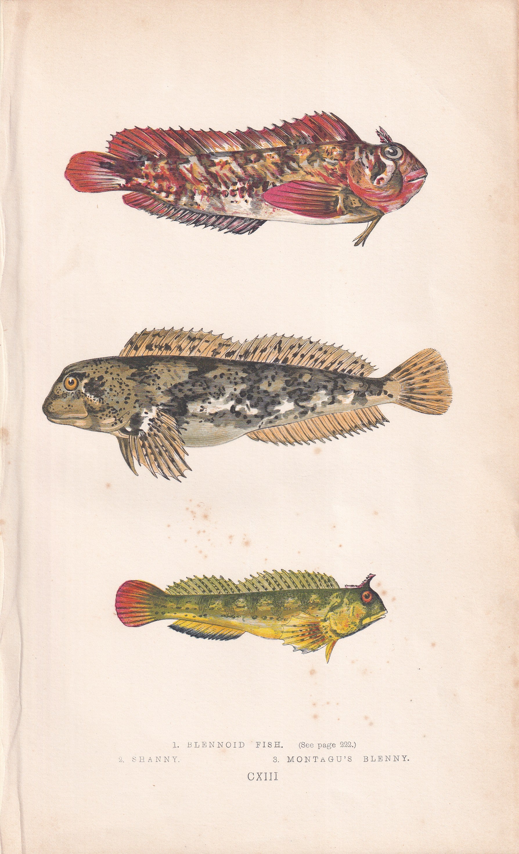 Blennoid Fish, Shaney & Montagu's Blenny - original hand-coloured fish print by Jonathan Couch, 1862