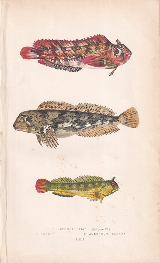 Blennoid Fish, Shaney & Montagu's Blenny - original hand-coloured fish print by Jonathan Couch, 1862