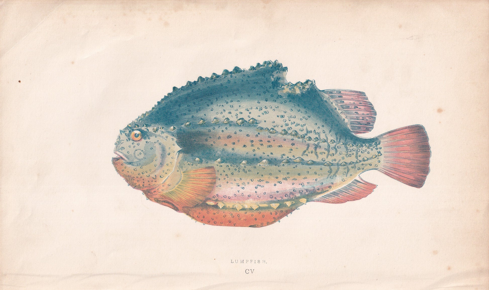 Lumpfish - original hand-coloured fish print by Jonathan Couch, 1862