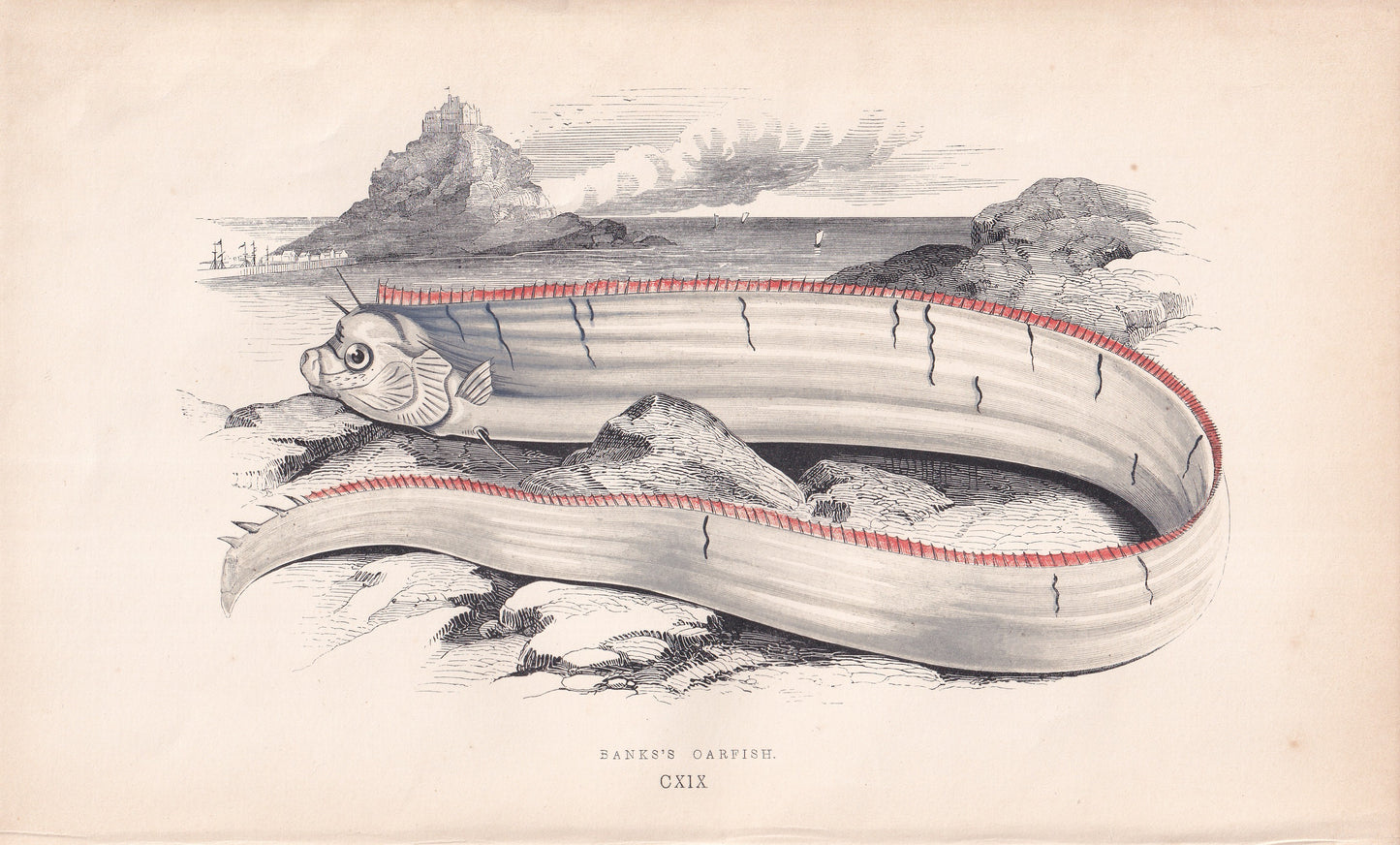 Banks's Oarfish - original hand-coloured fish print by Jonathan Couch, 1862