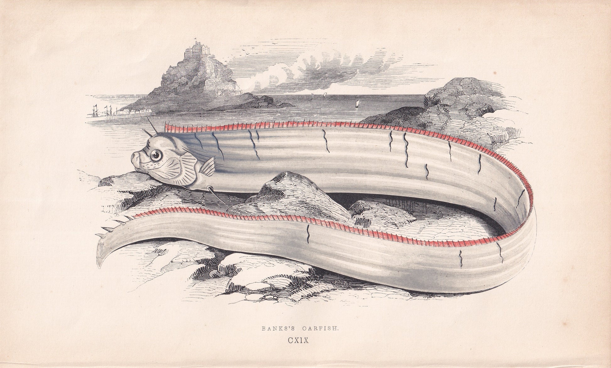 Banks's Oarfish - original hand-coloured fish print by Jonathan Couch, 1862