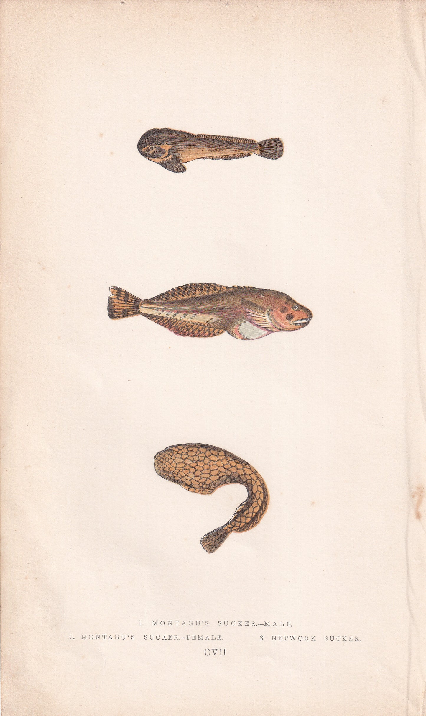 Montagu's Suckers & Network Sucker - original hand-coloured fish print by Jonathan Couch, 1862