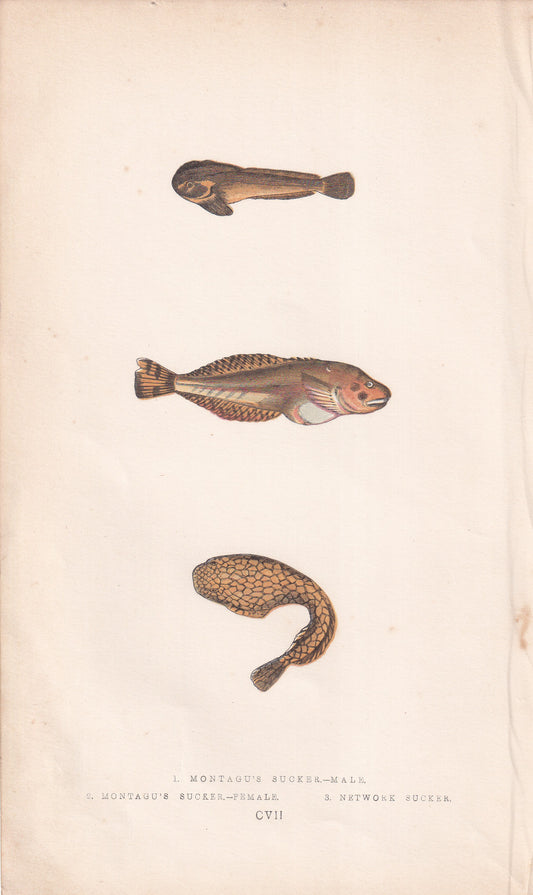 Montagu's Suckers & Network Sucker - original hand-coloured fish print by Jonathan Couch, 1862