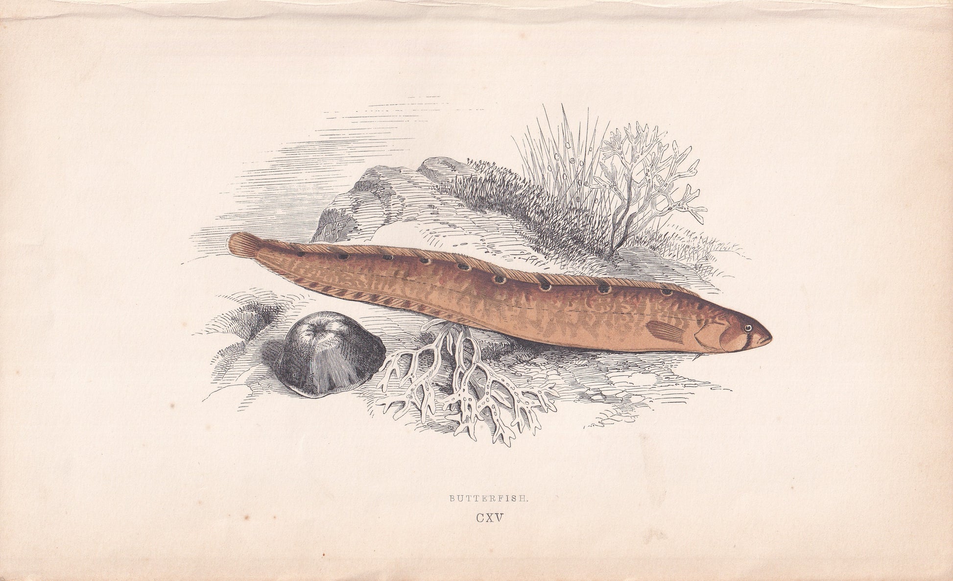 Butterfish - original hand-coloured fish print by Jonathan Couch, 1862