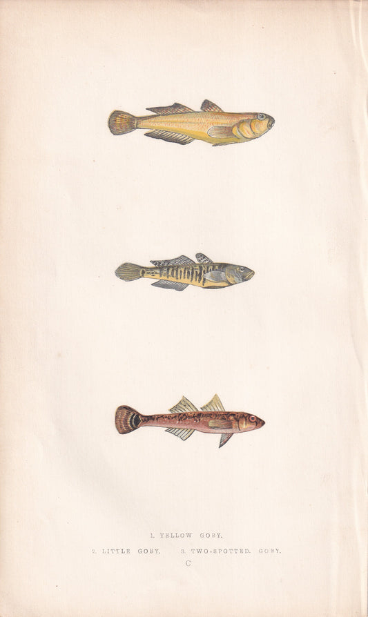 Yellow Goby, Little Goby & Two-Spotted Goby - original hand-coloured fish print by Jonathan Couch, 1862