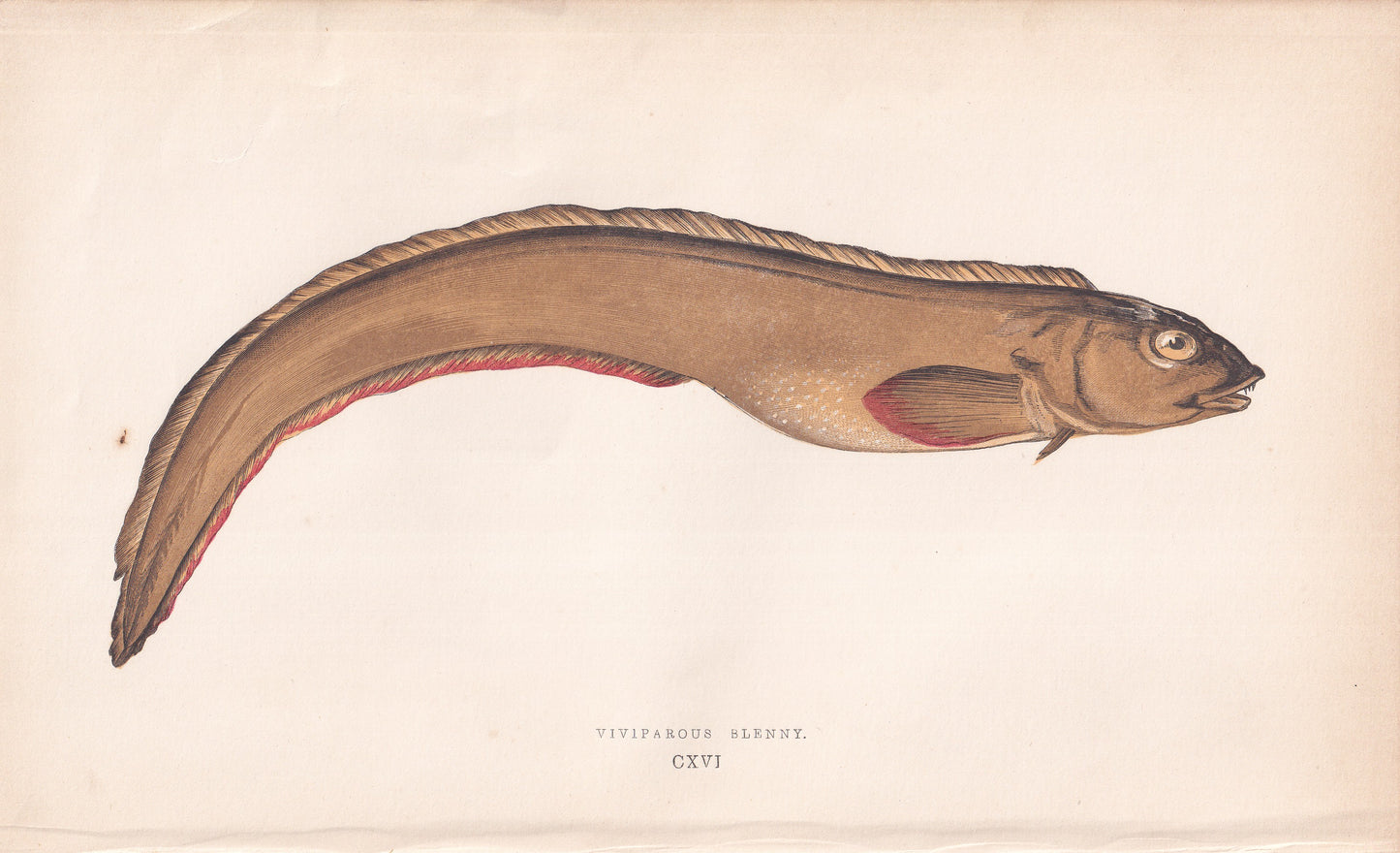 Viviparous Blenny - original hand-coloured fish print by Jonathan Couch, 1862