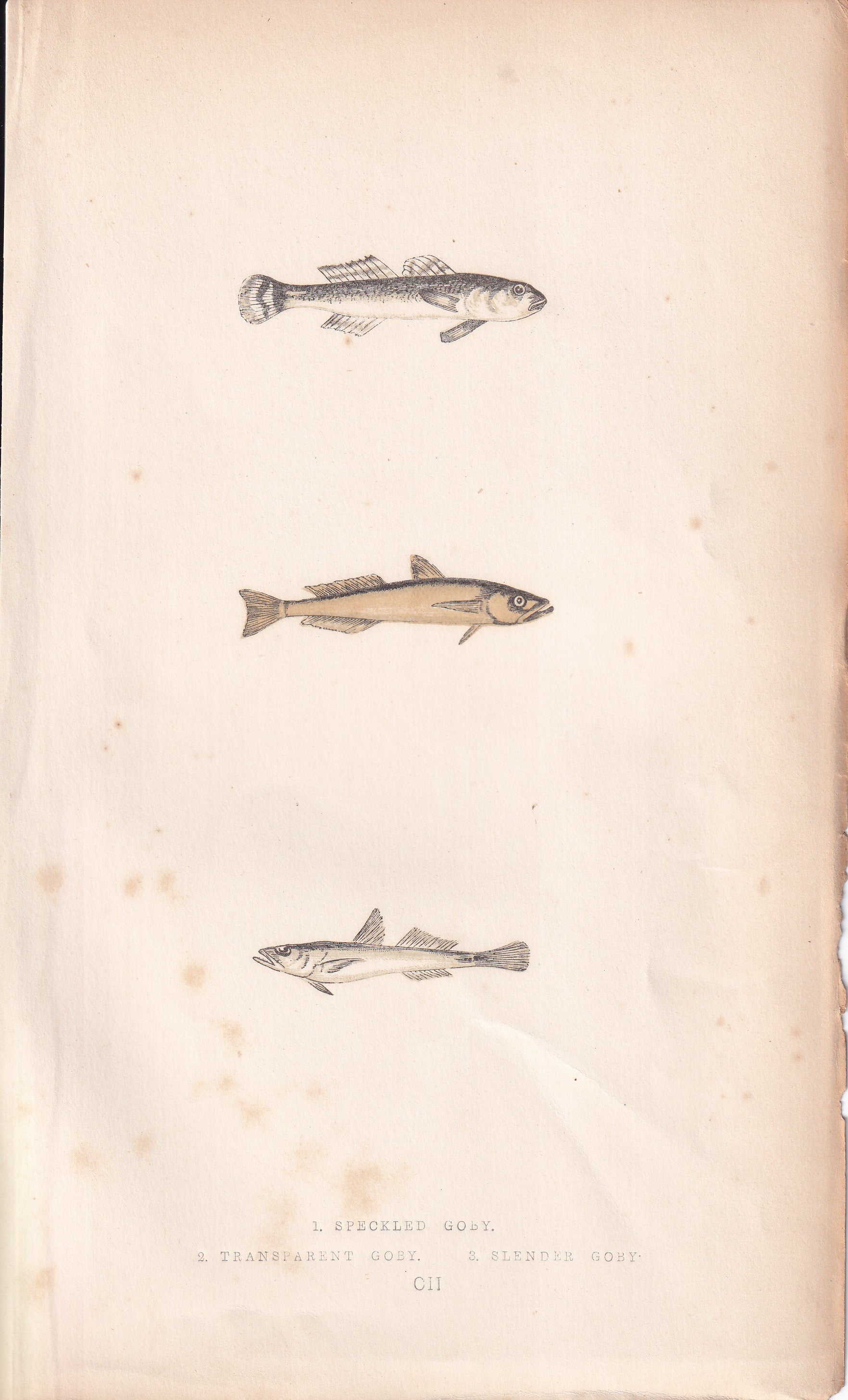 Speckled Goby, Transparent Goby & Slender Goby - original hand-coloured fish print by Jonathan Couch, 1862