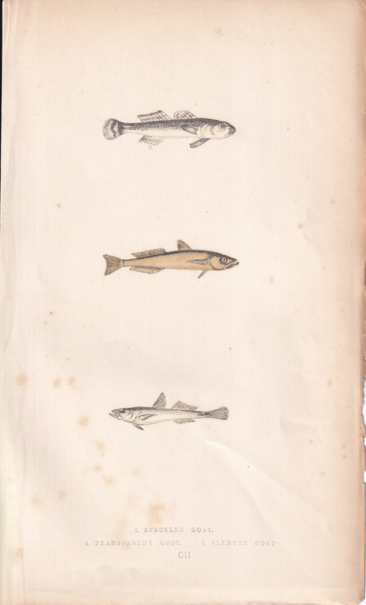 Speckled Goby, Transparent Goby & Slender Goby - original hand-coloured fish print by Jonathan Couch, 1862