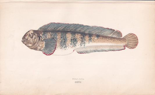 Wolf-Fish - original hand-coloured fish print by Jonathan Couch, 1862