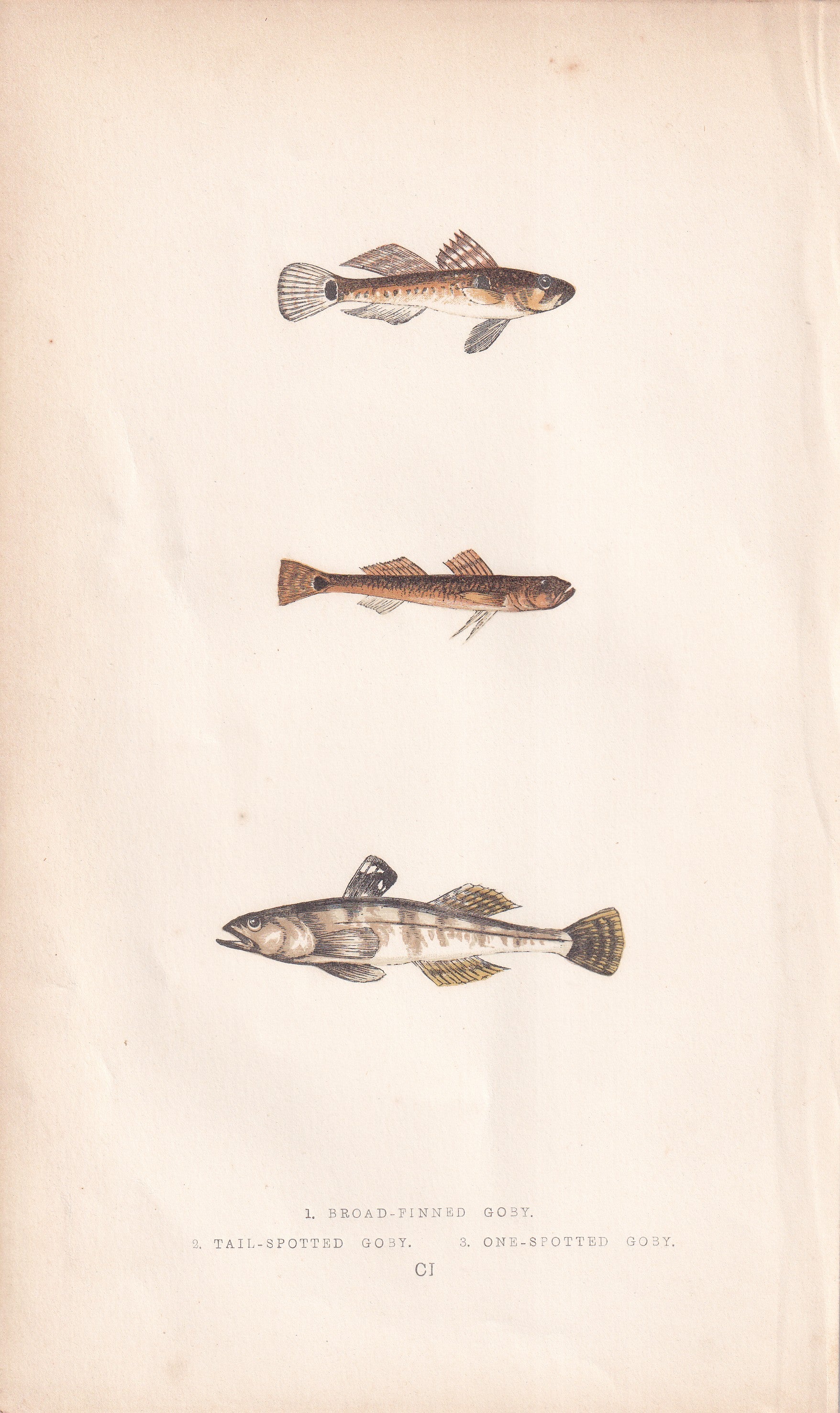 Broad-Finned Goby, Tail-Spotted Goby & One-Spotted Goby - original hand-coloured fish print by Jonathan Couch, 1862