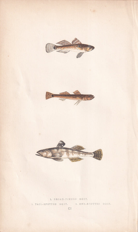 Broad-Finned Goby, Tail-Spotted Goby & One-Spotted Goby - original hand-coloured fish print by Jonathan Couch, 1862