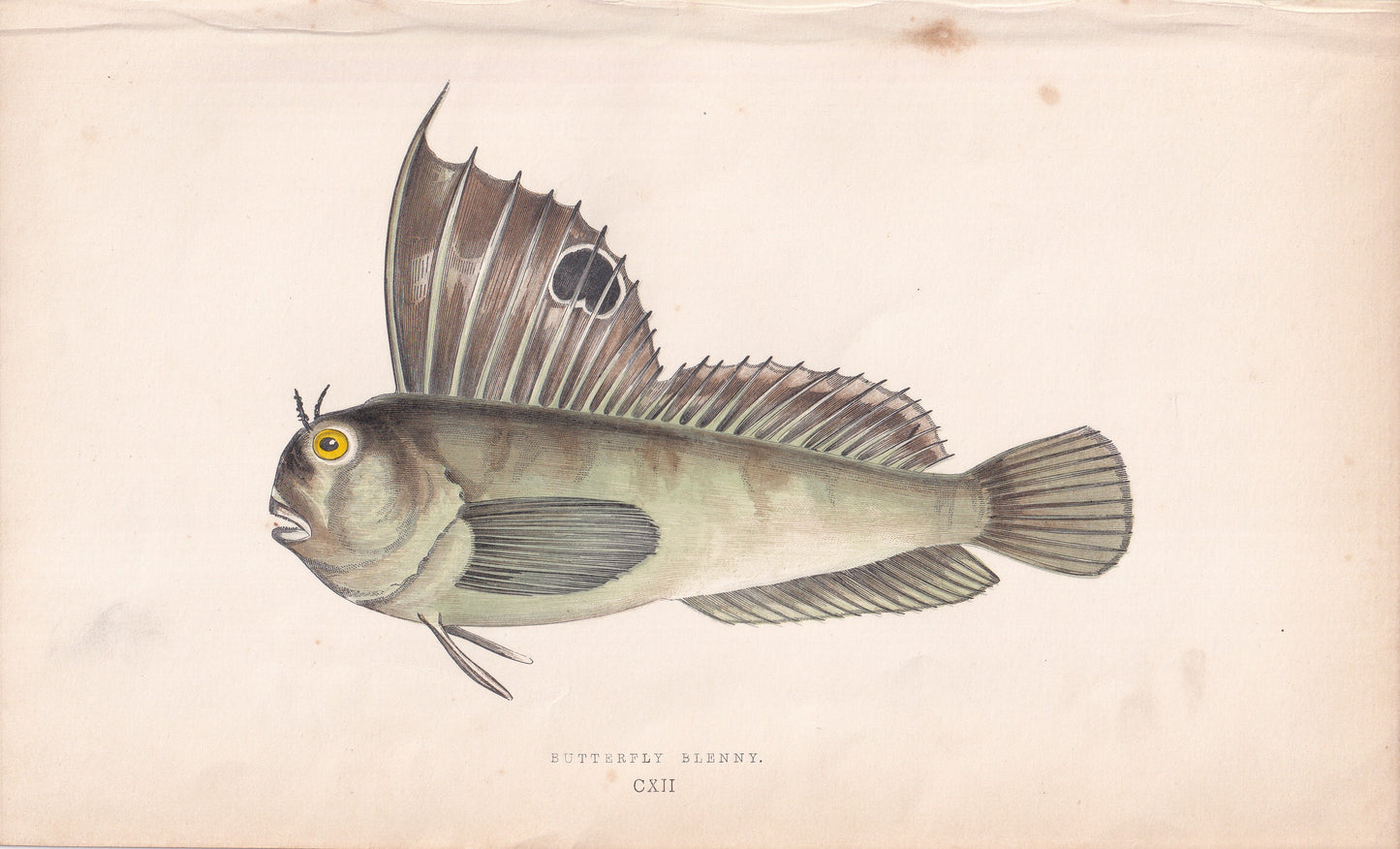 Butterfly Blenny - original hand-coloured fish print by Jonathan Couch, 1862