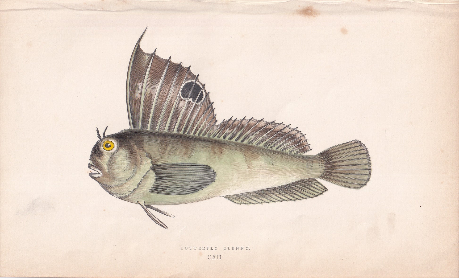 Butterfly Blenny - original hand-coloured fish print by Jonathan Couch, 1862