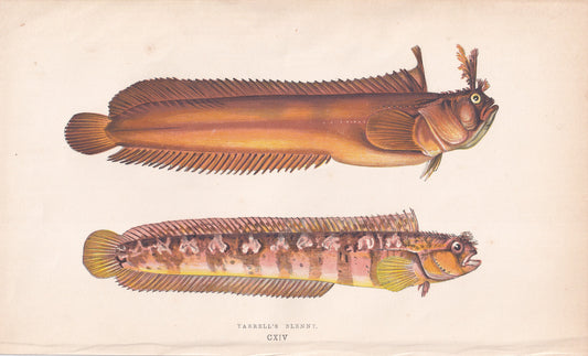 Yarrell's Blenny - original hand-coloured fish print by Jonathan Couch, 1862