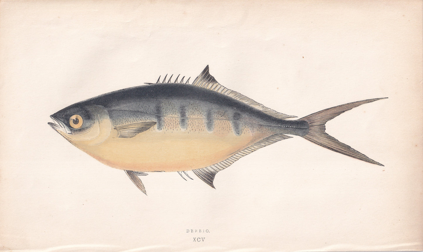 Derbio - original hand-coloured fish print by Jonathan Couch, 1862