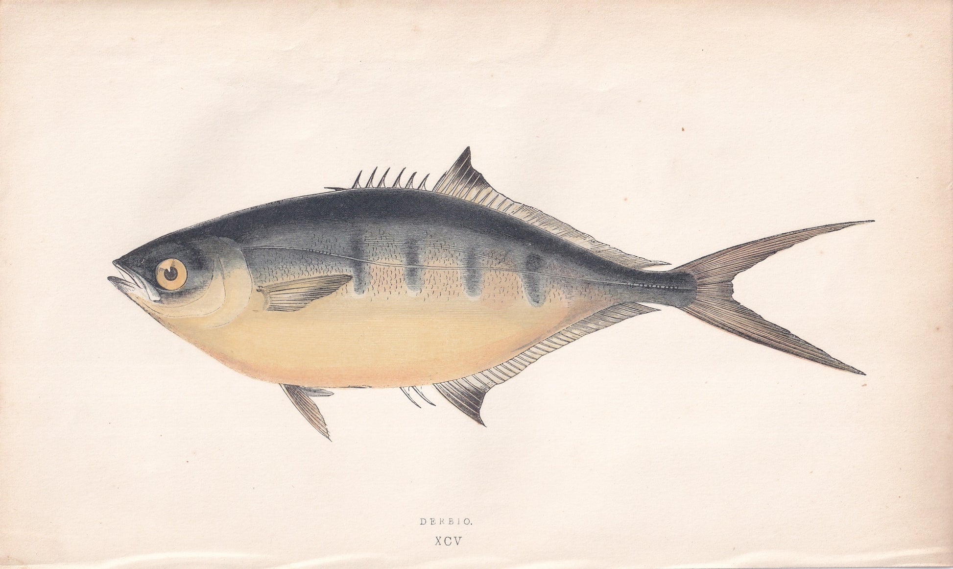 Derbio - original hand-coloured fish print by Jonathan Couch, 1862