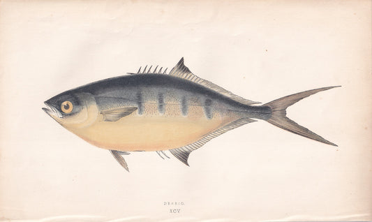 Derbio - original hand-coloured fish print by Jonathan Couch, 1862