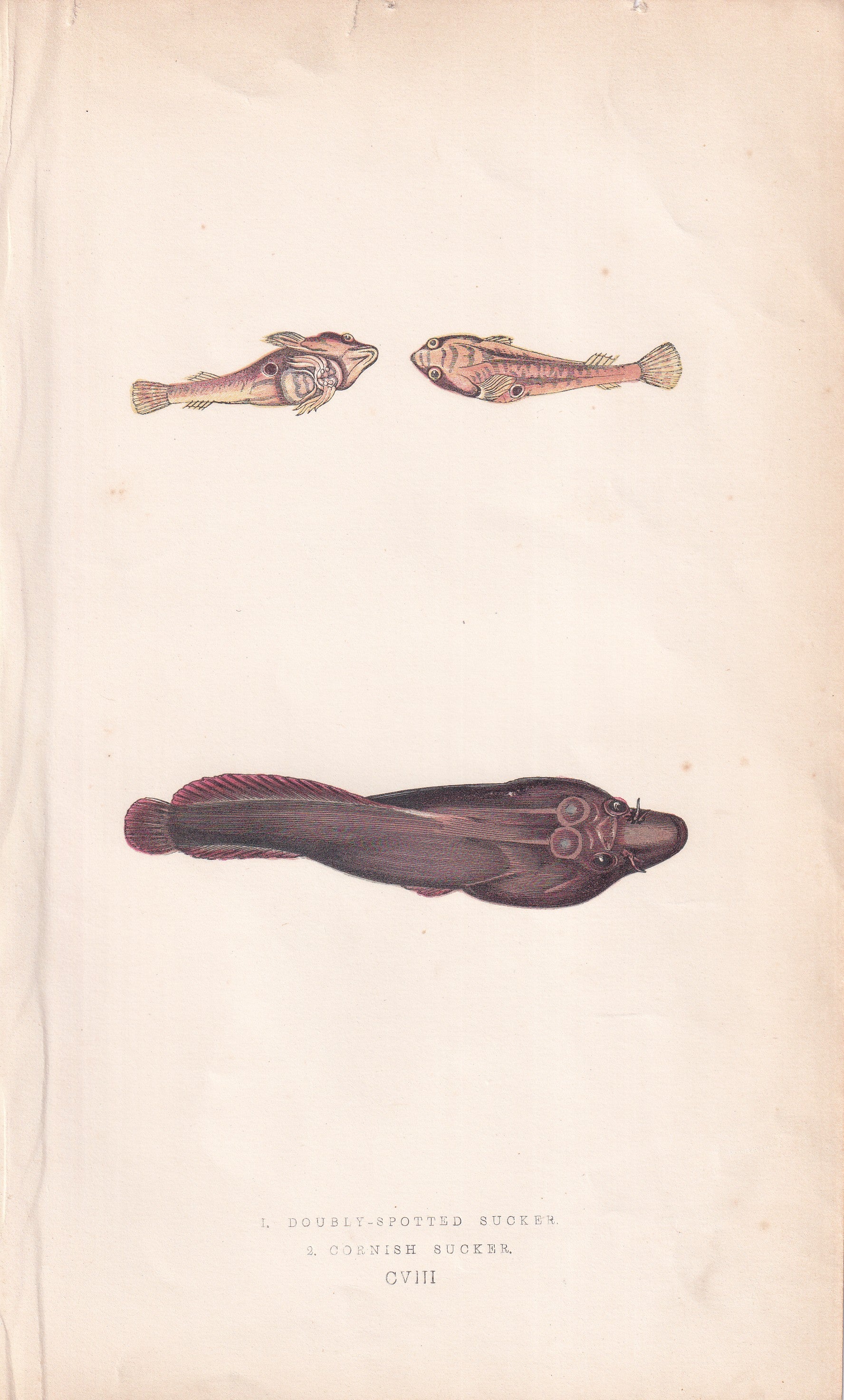 Doubly-Spotted Sucker & Cornish Sucker - original hand-coloured fish print by Jonathan Couch, 1862