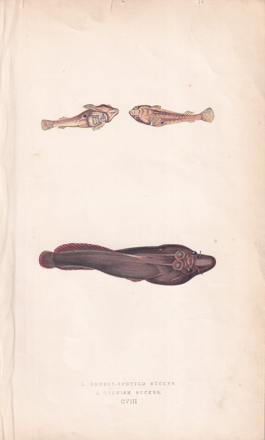 Doubly-Spotted Sucker & Cornish Sucker - original hand-coloured fish print by Jonathan Couch, 1862