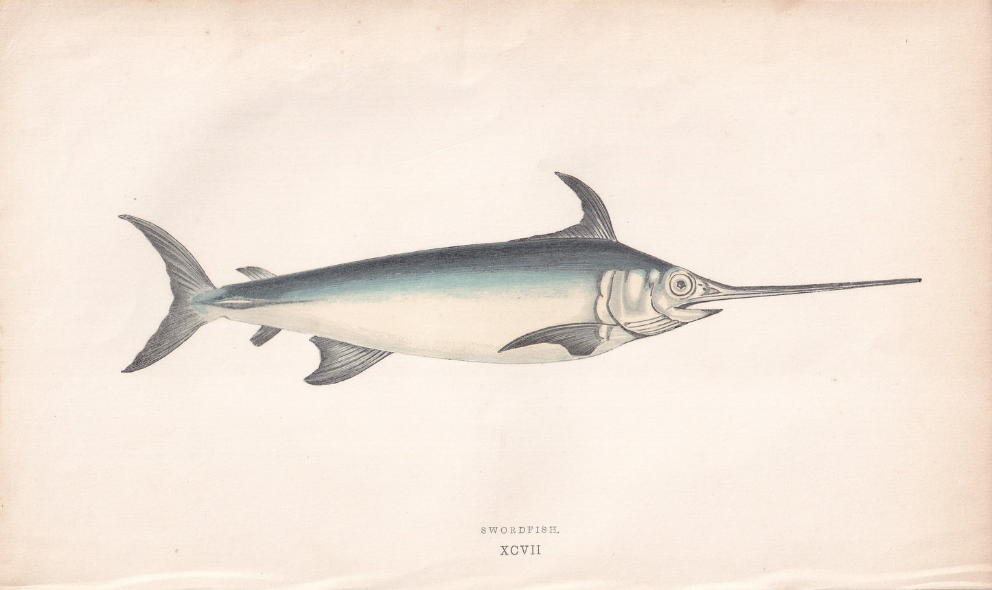 Swordfish - original hand-coloured fish print by Jonathan Couch, 1862