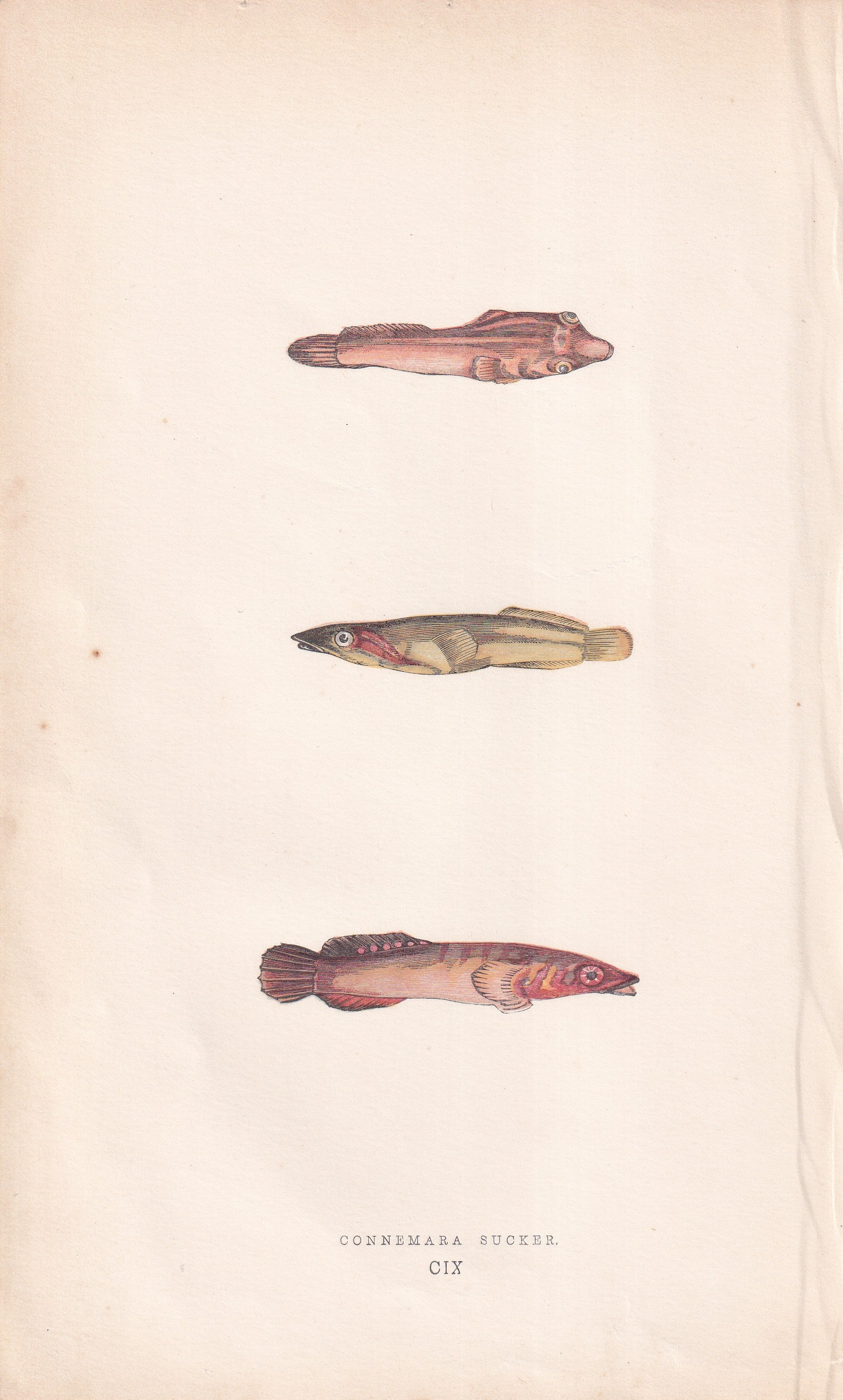 Connemara Sucker - original hand-coloured fish print by Jonathan Couch, 1862