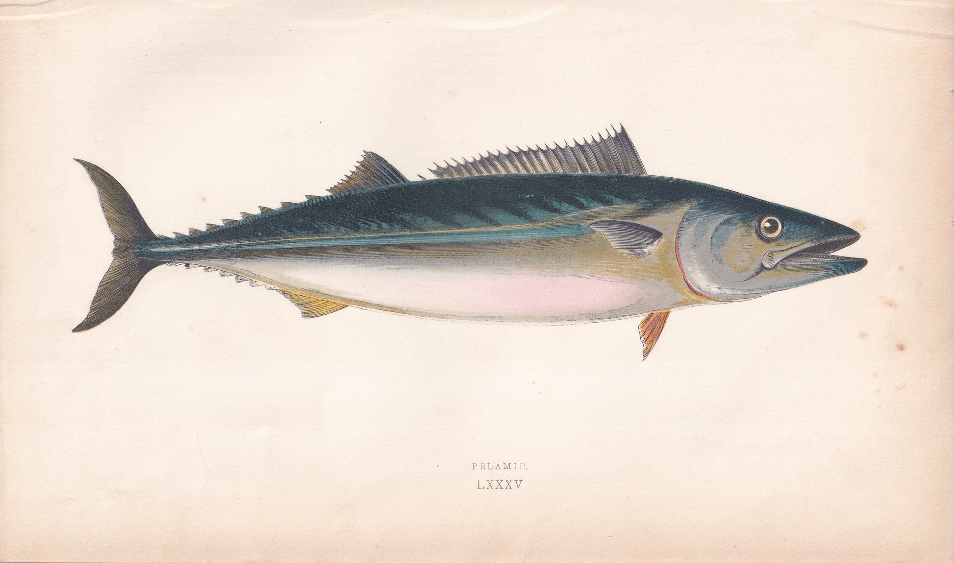 Pelamid - original hand-coloured fish print by Jonathan Couch, 1862