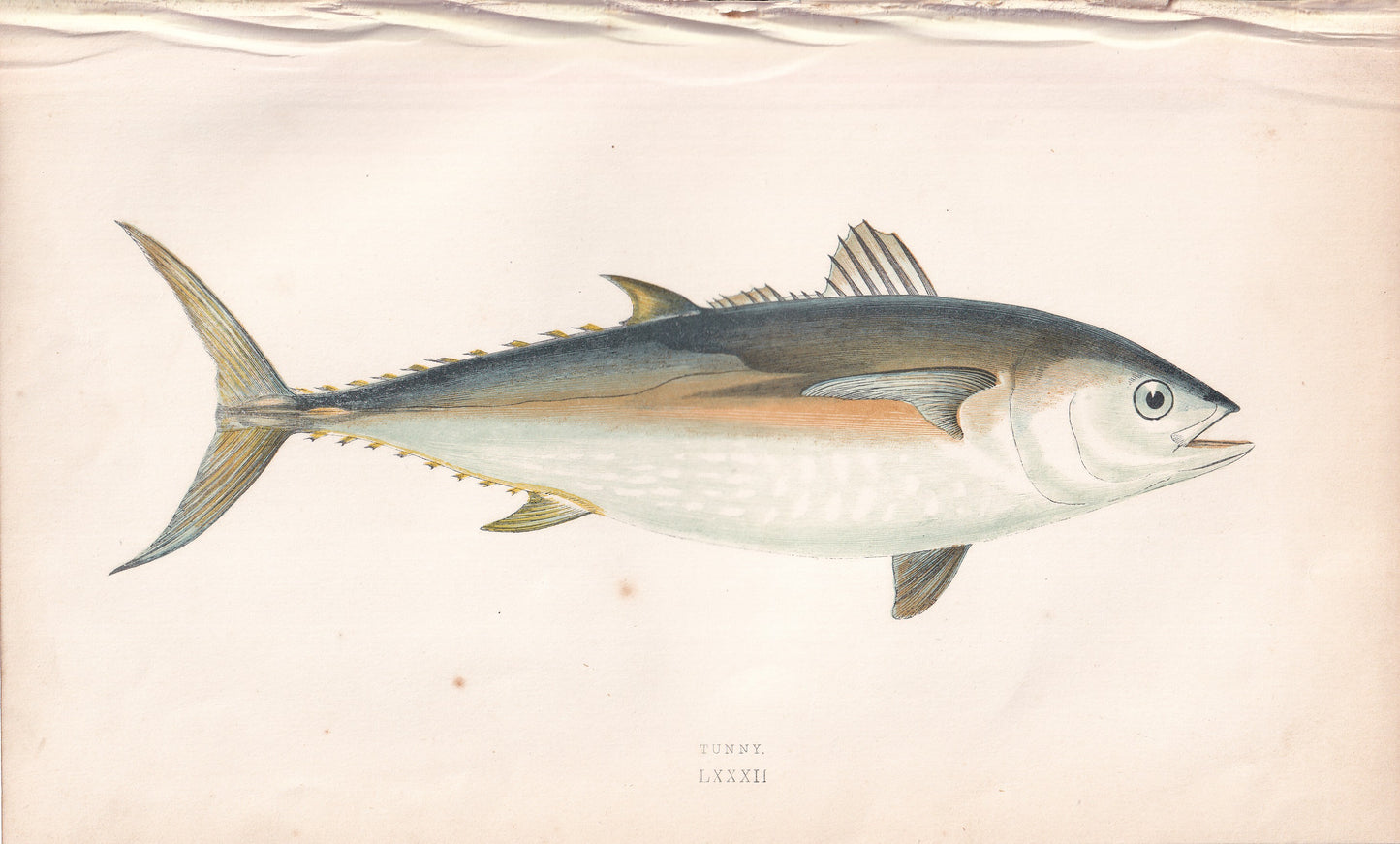 Tunny - original hand-coloured fish print by Jonathan Couch, 1862