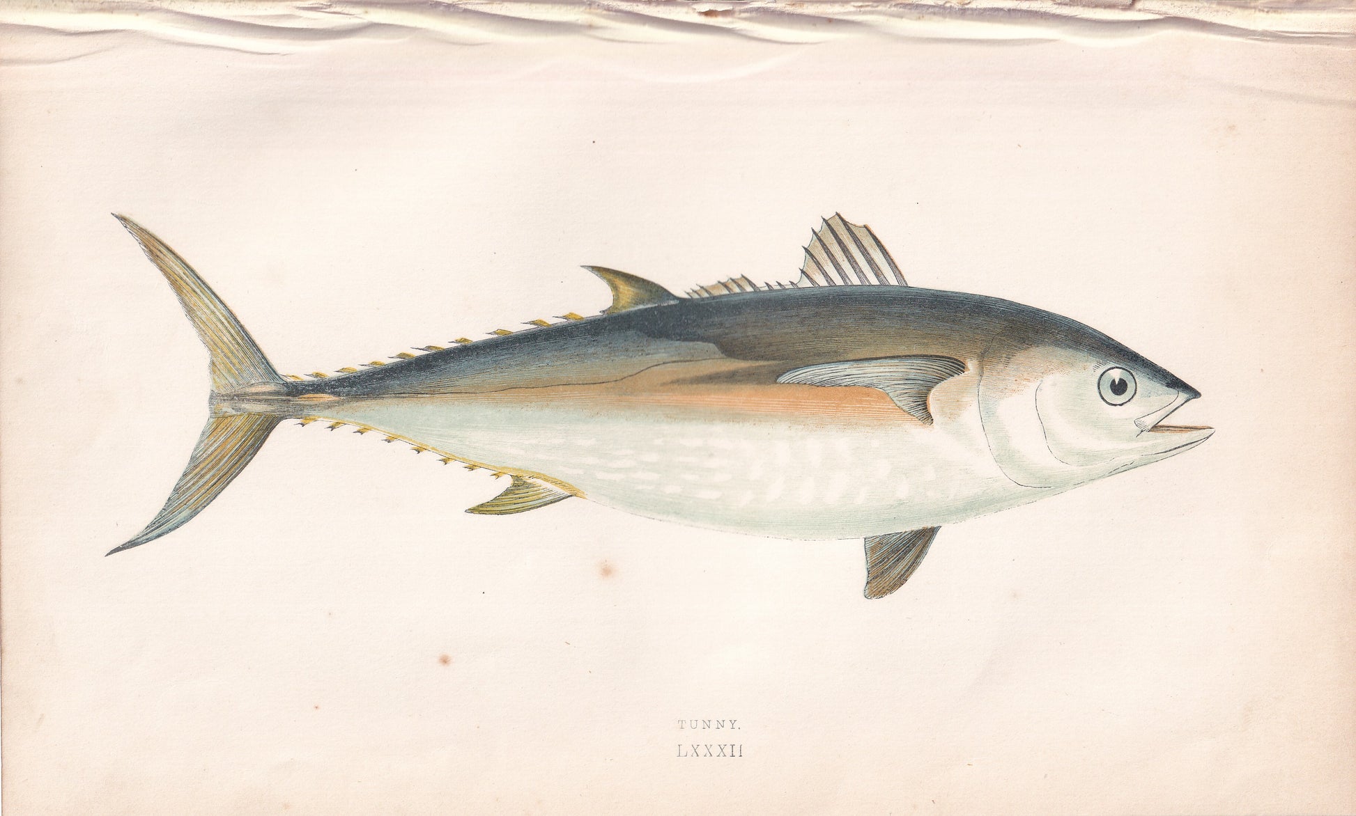 Tunny - original hand-coloured fish print by Jonathan Couch, 1862