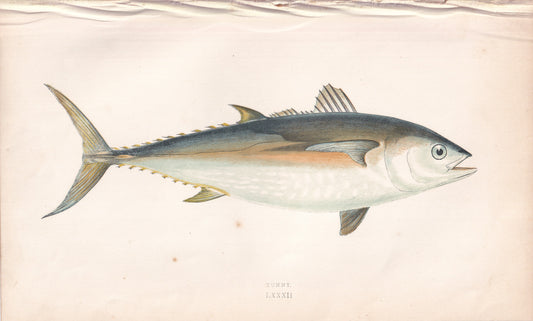 Tunny - original hand-coloured fish print by Jonathan Couch, 1862