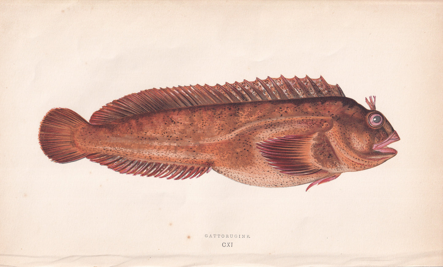 Gattorugine - original hand-coloured fish print by Jonathan Couch, 1862