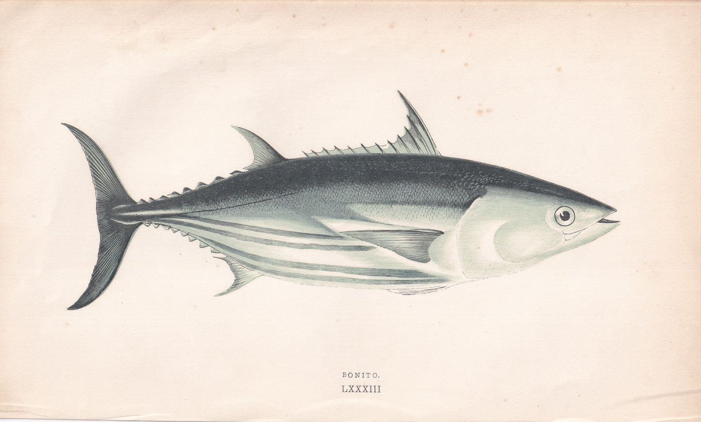 Bonito - original hand-coloured fish print by Jonathan Couch, 1862