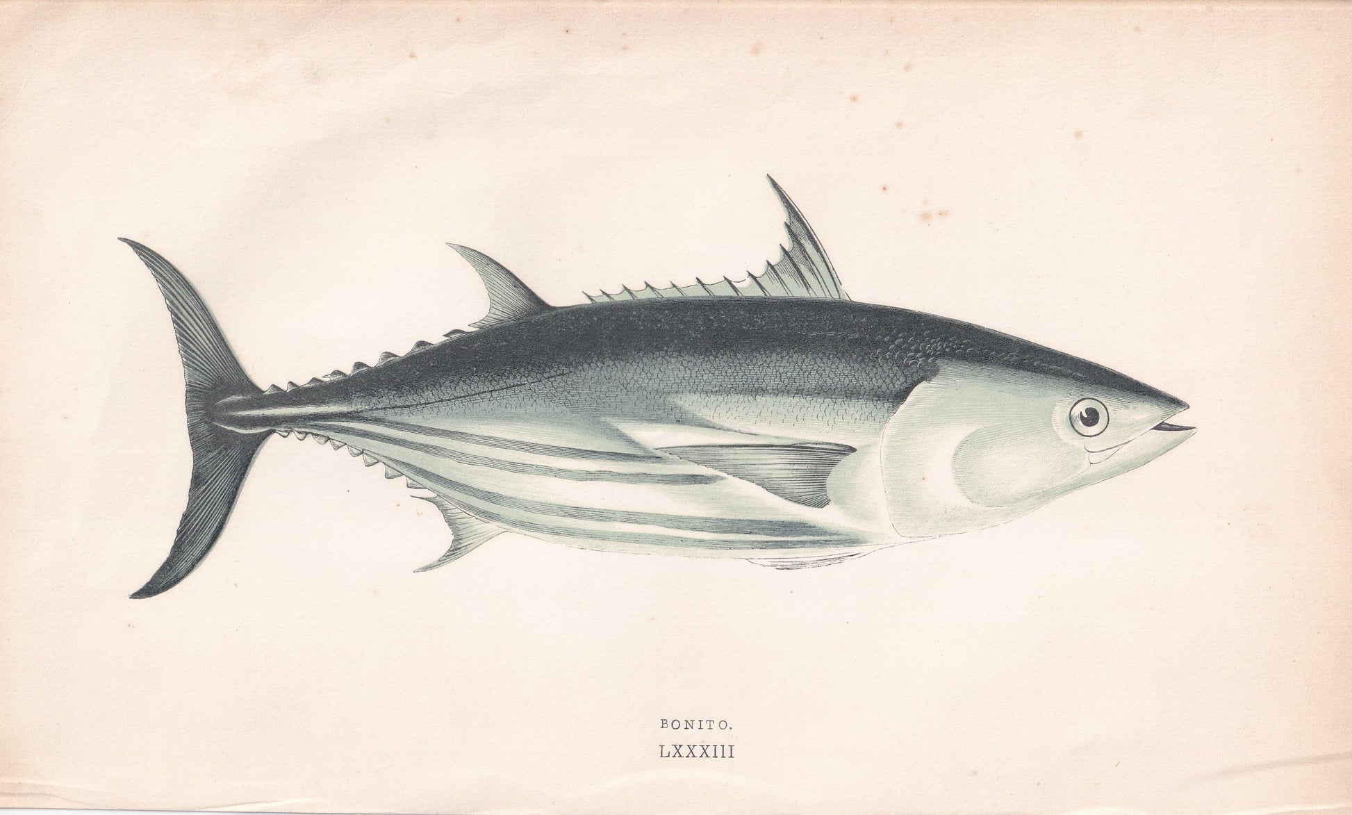 Bonito - original hand-coloured fish print by Jonathan Couch, 1862