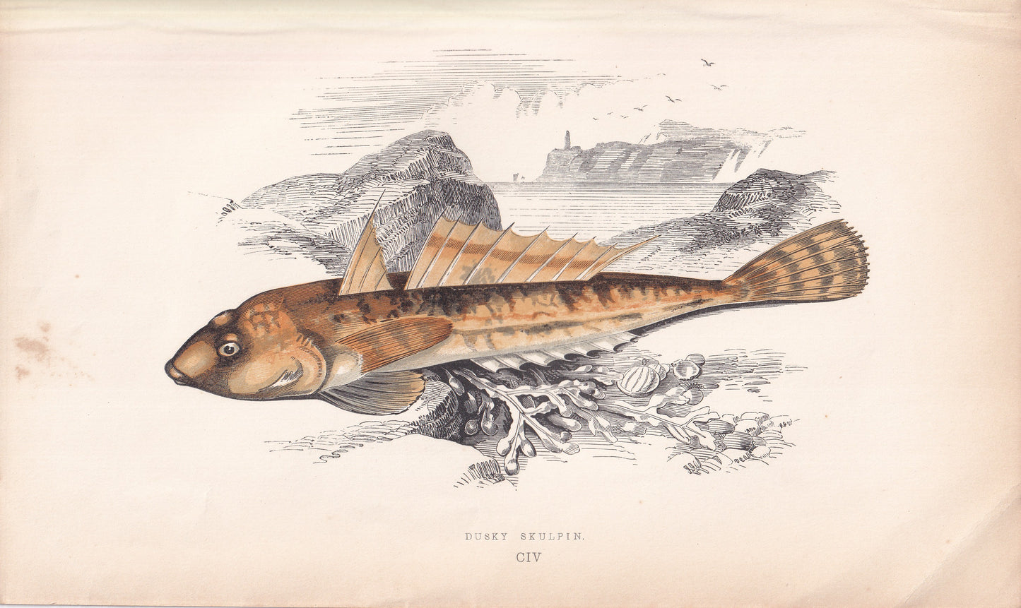 Dusky Sculpin - original hand-coloured fish print by Jonathan Couch, 1862