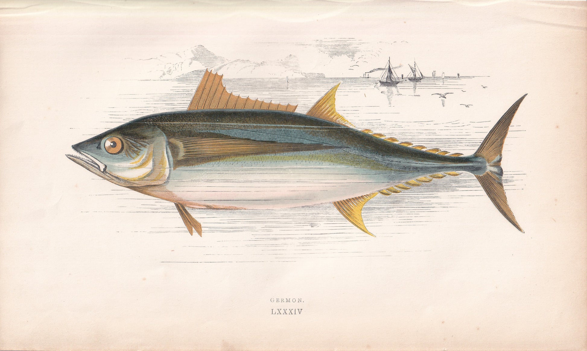Germon - original hand-coloured fish print by Jonathan Couch, 1862