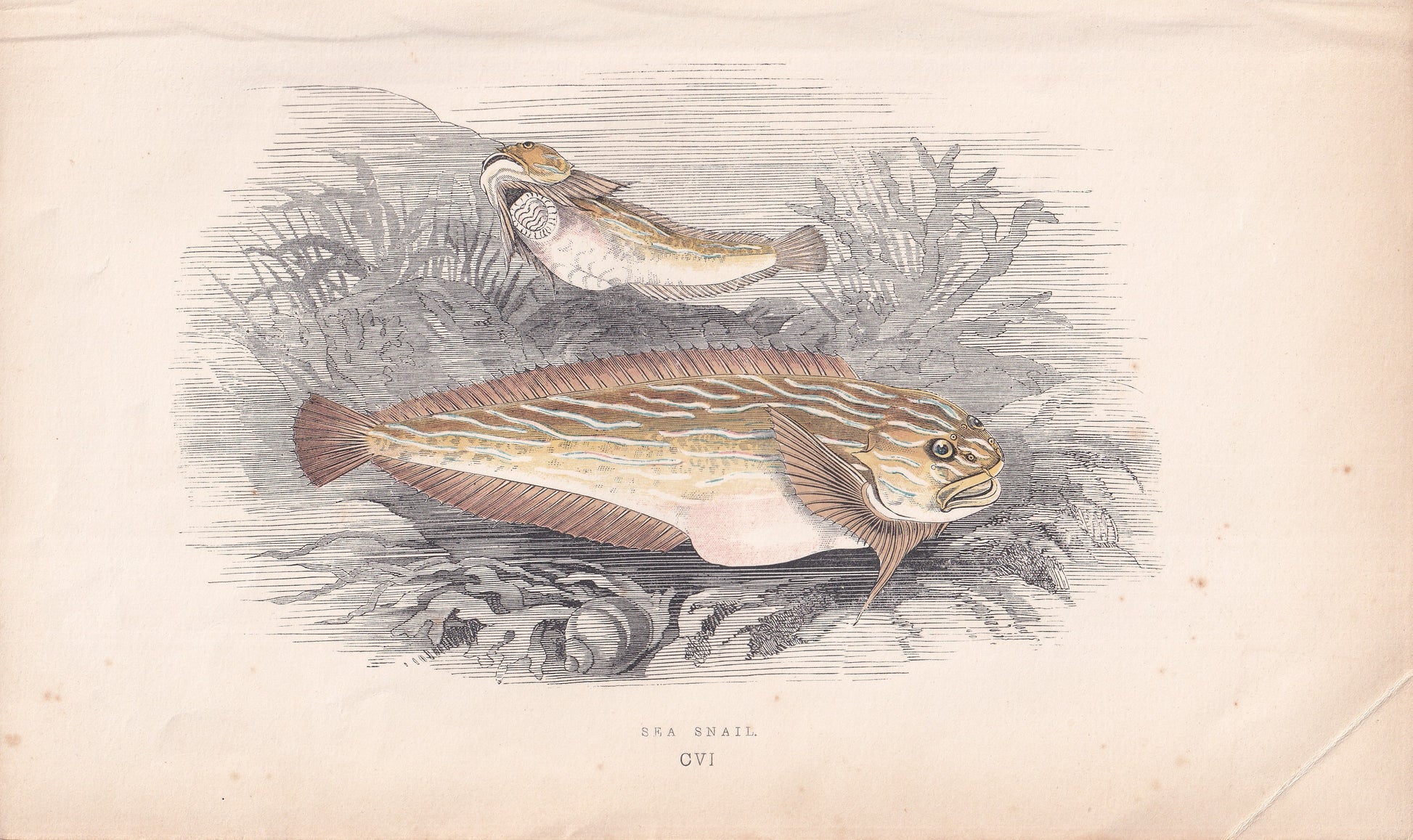 Sea Snail - original hand-coloured fish print by Jonathan Couch, 1862