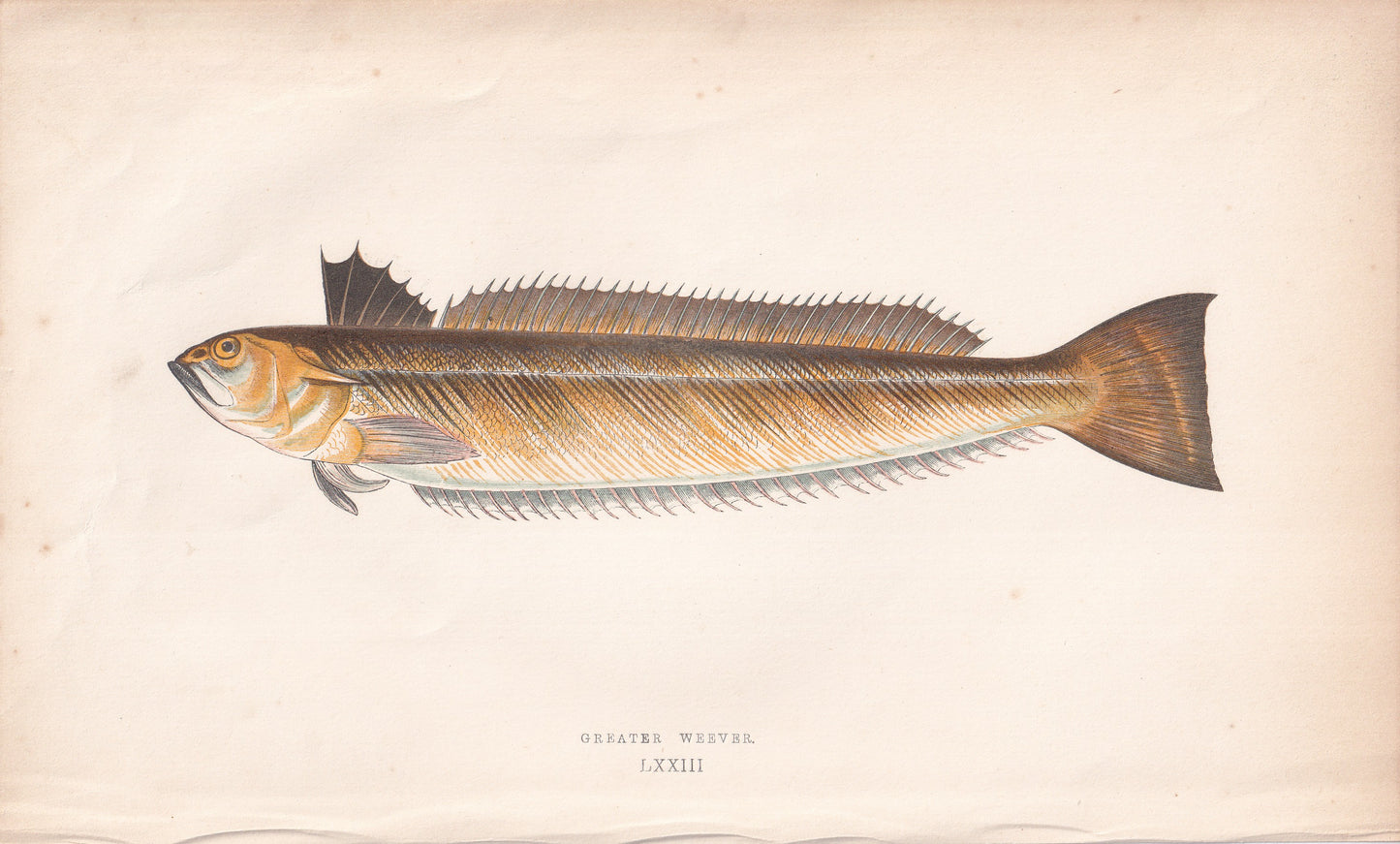 Greater Weever - original hand-coloured fish print by Jonathan Couch, 1862