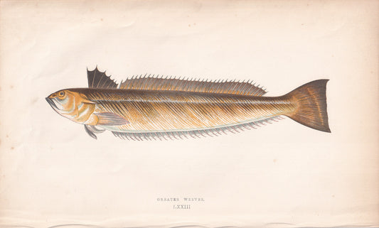 Greater Weever - original hand-coloured fish print by Jonathan Couch, 1862