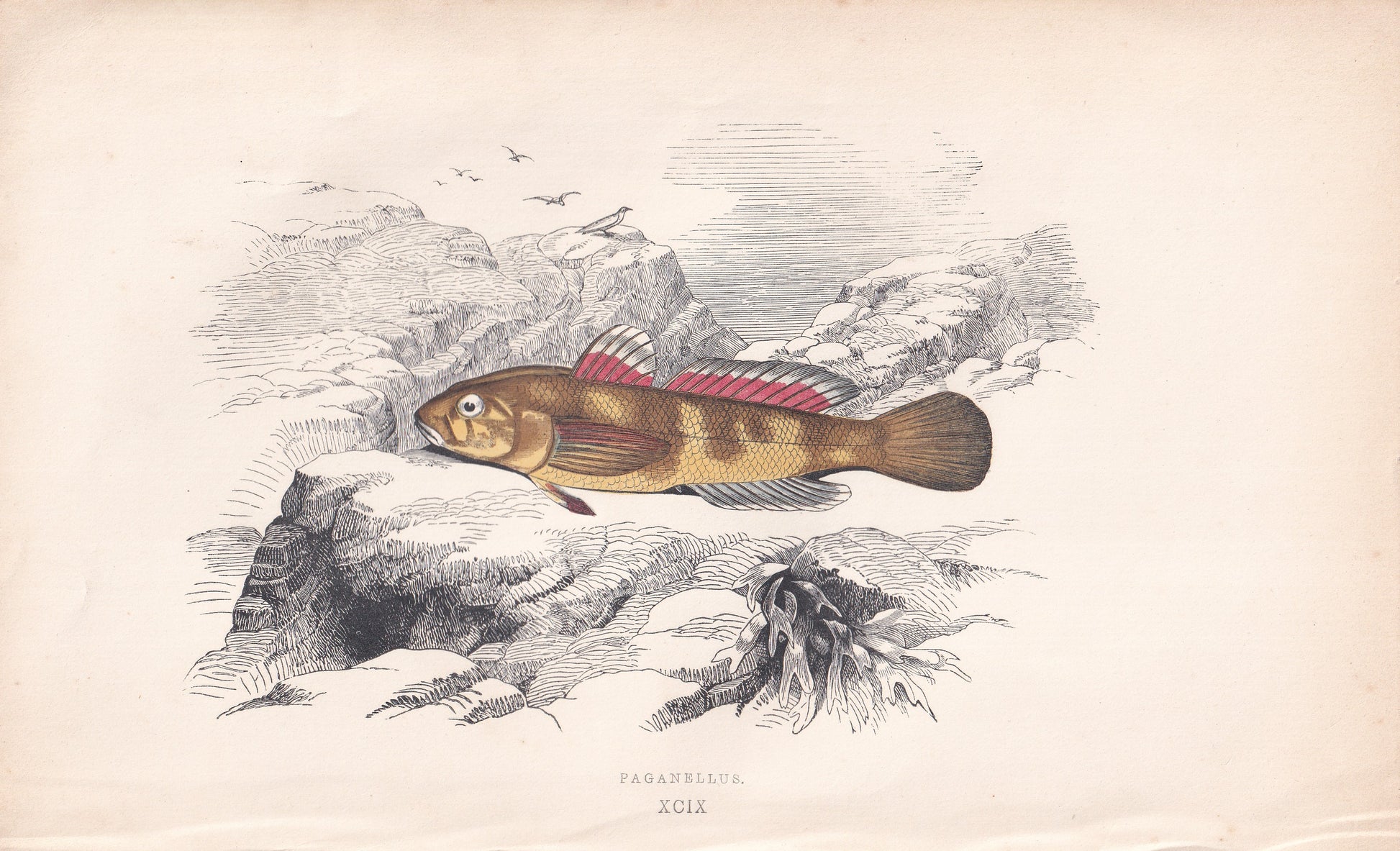 Paganellus - original hand-coloured fish print by Jonathan Couch, 1862