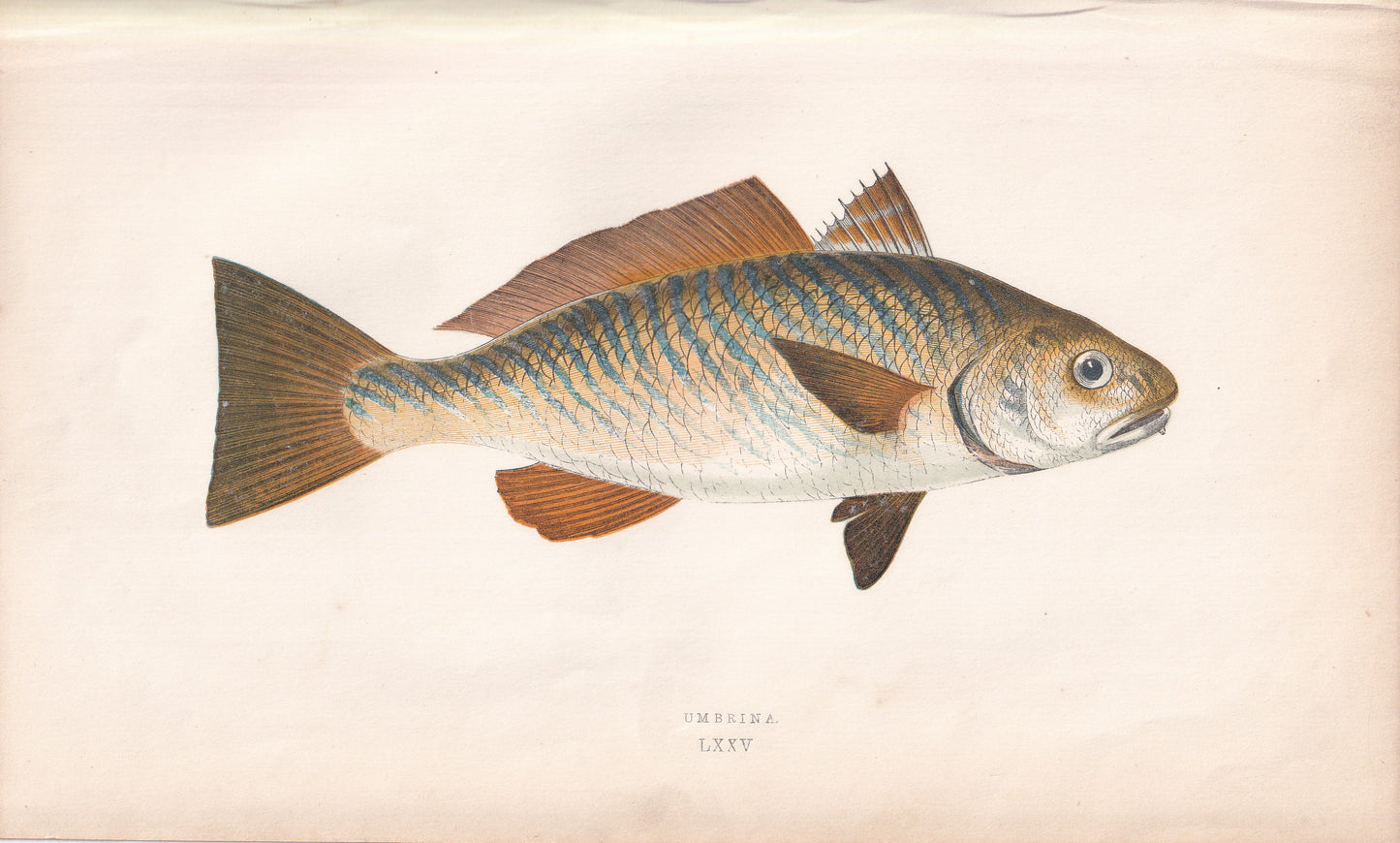 Umbrina - original hand-coloured fish print by Jonathan Couch, 1862