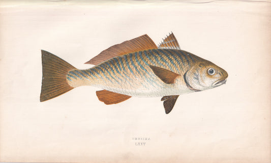 Umbrina - original hand-coloured fish print by Jonathan Couch, 1862